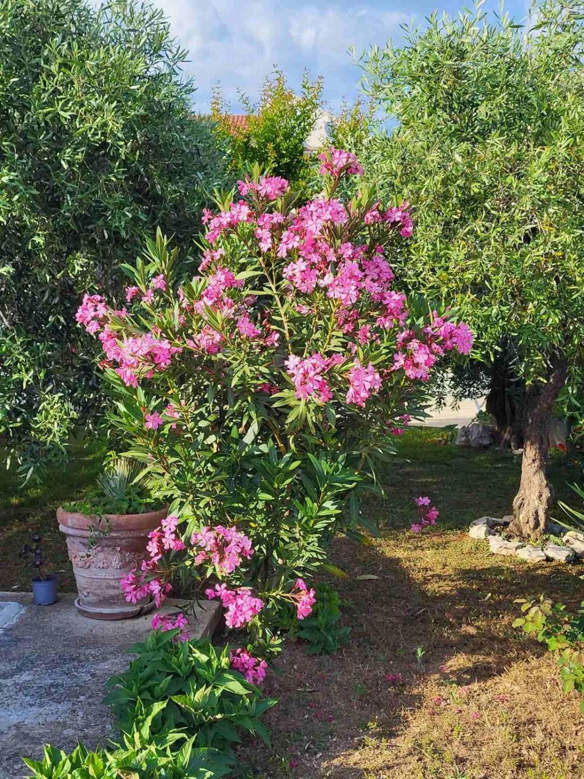 شقة Olive Grove فوديس المظهر الخارجي الصورة